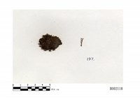 藏品(缺刻錢袋蘚小亞種)的圖片